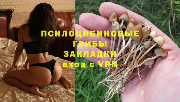 хмурый Белокуриха